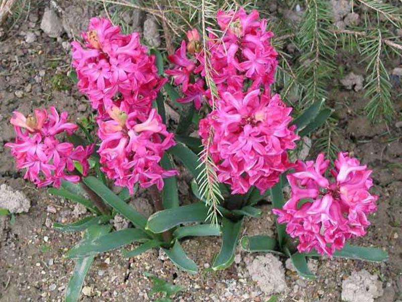 Hyacinths at their summer cottage