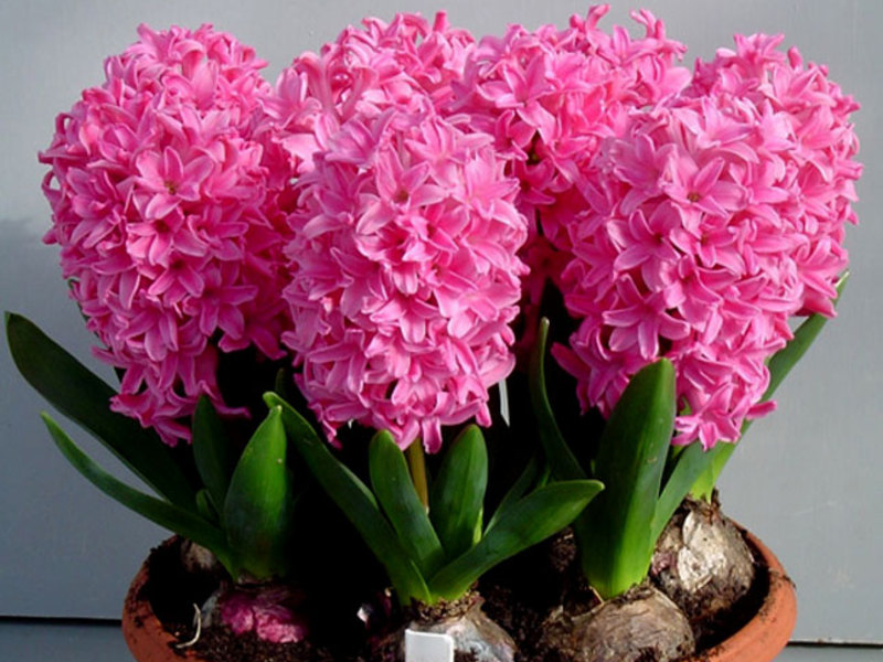 Hyacinths in the flowerbed