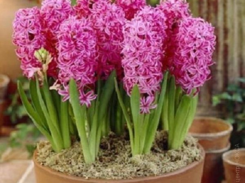 Delicate hyacinth flower