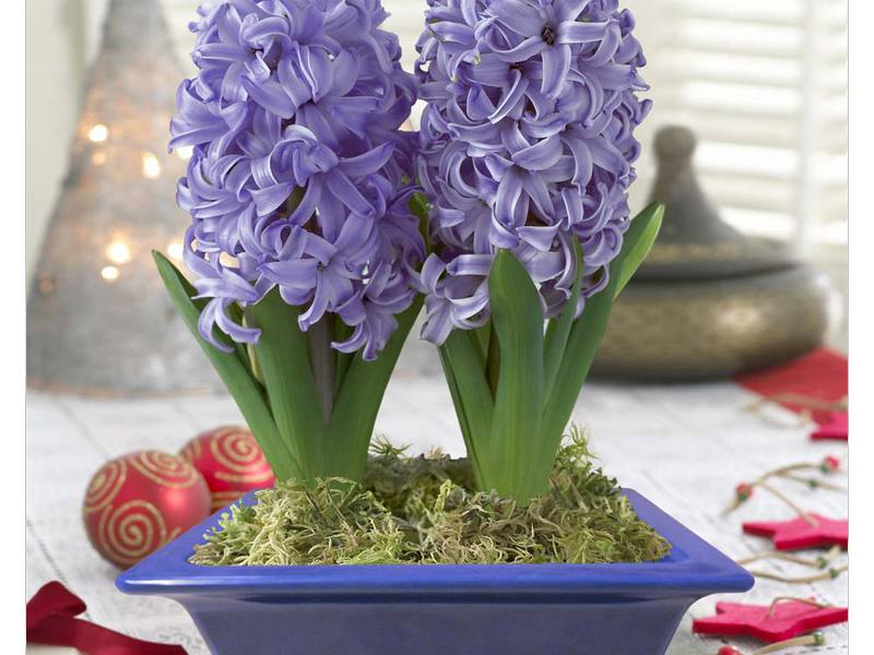 Growing hyacinths