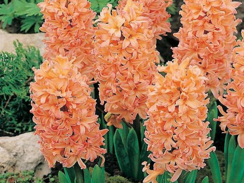 How to grow hyacinths