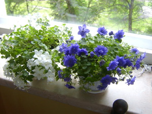 Home flower bride and groom