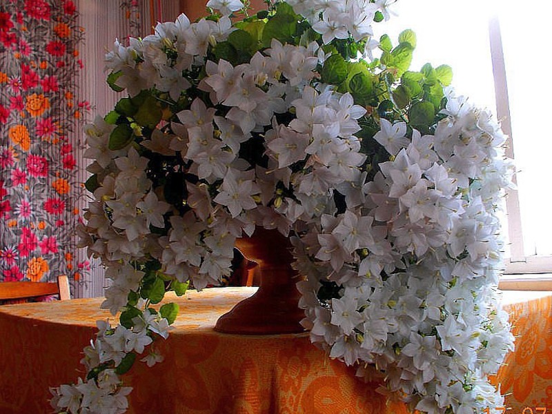 Bride and groom forming a flower