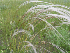 Herbaceous plant feather grass