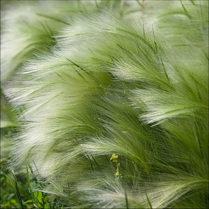 Where does feather grass grow