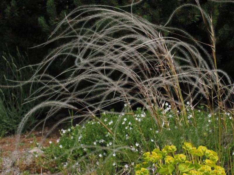 How to plant feather grass