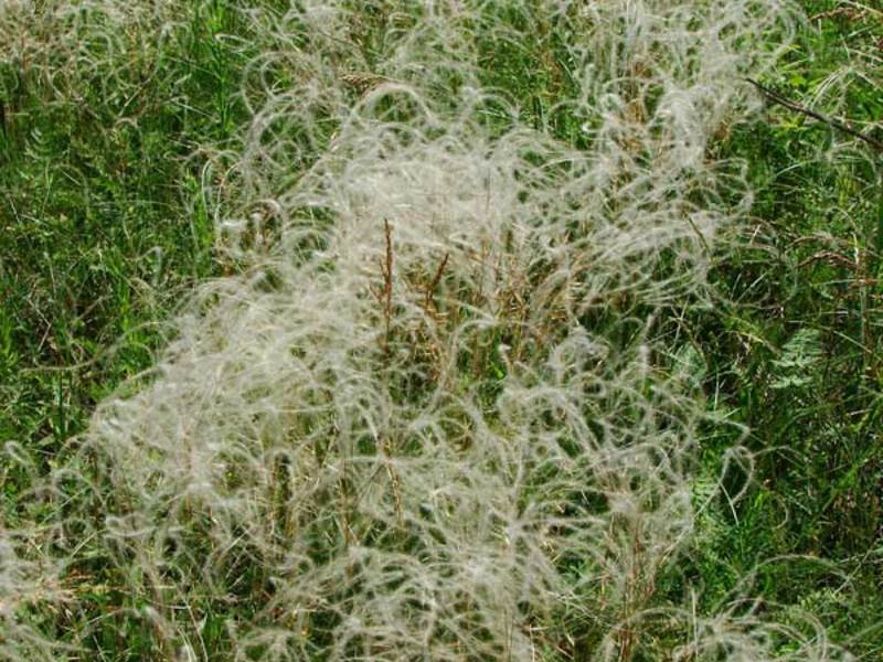 Varieties and types of feather grass