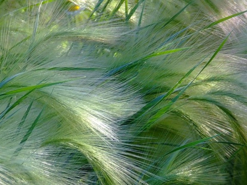 Herbaceous plant feather grass