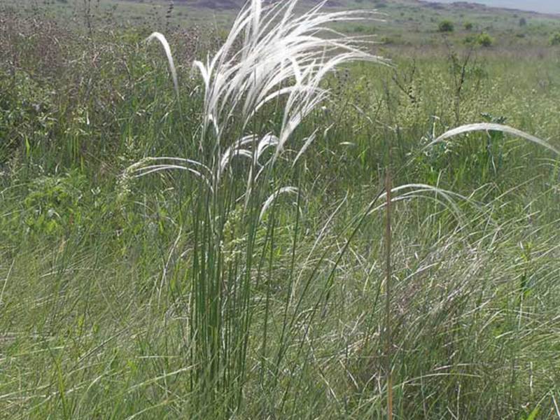 Feather grass