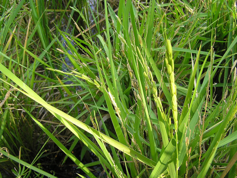 Steppe plant feather grass