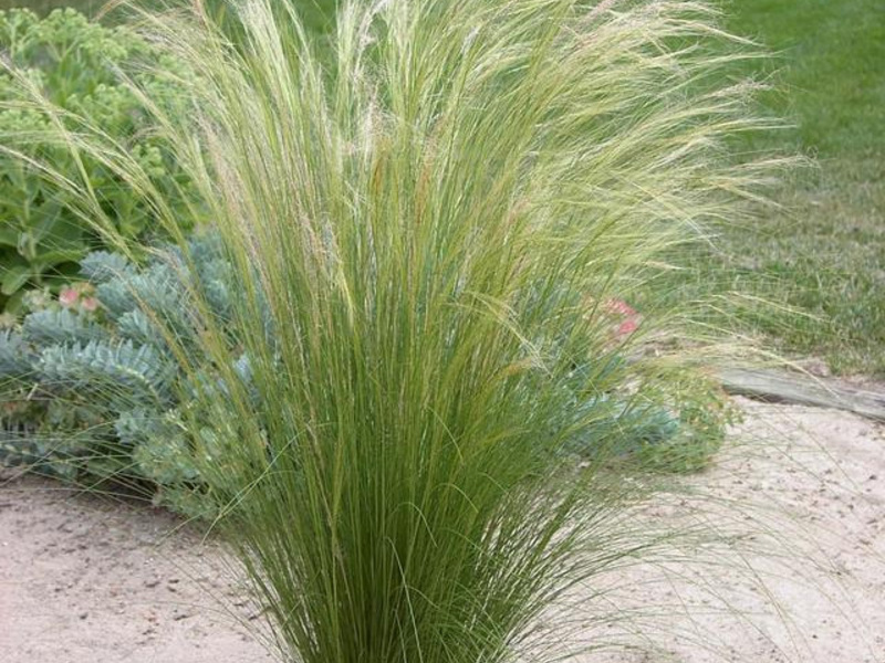 The history of the feather grass plant