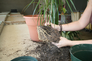 How to care for dracaena after transplant