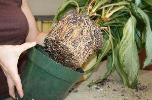 What is needed for a dracaena transplant