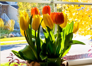 Tulip seedlings in a pot