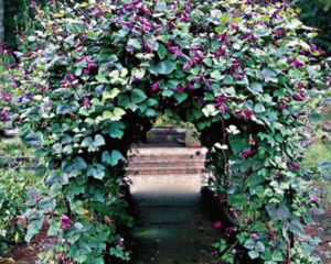 Hyacinth beans