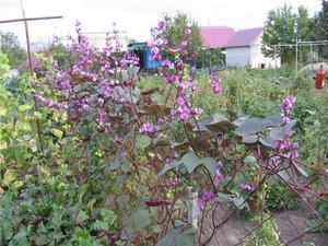 The second name of the plant is climbing lilac