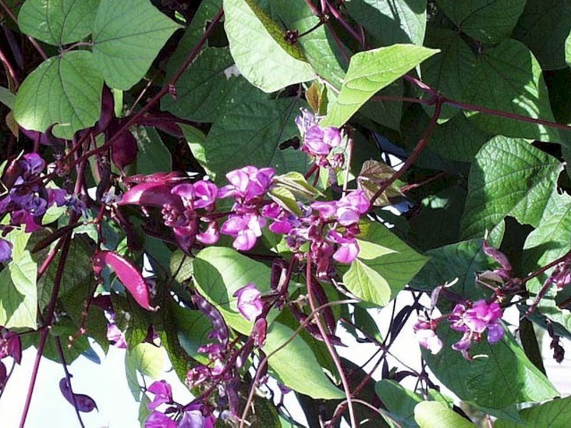 Hyacinth beans