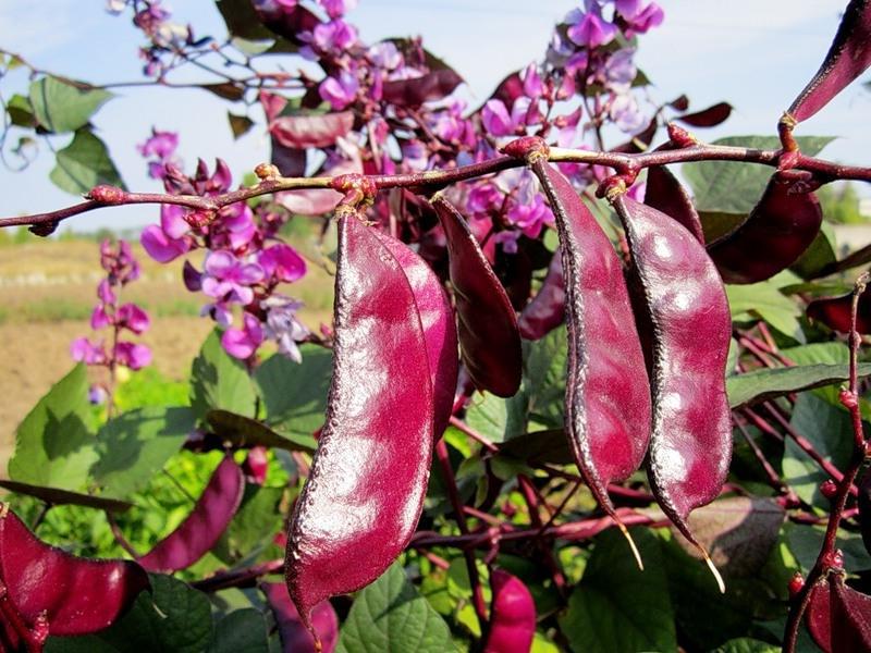 Growing hyacinth beans