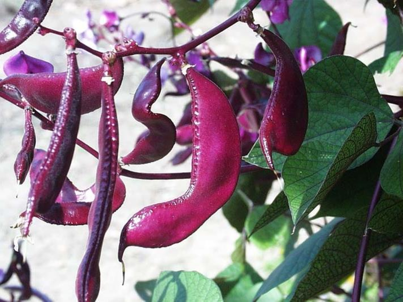 Beautiful flowers of hyacinth bean