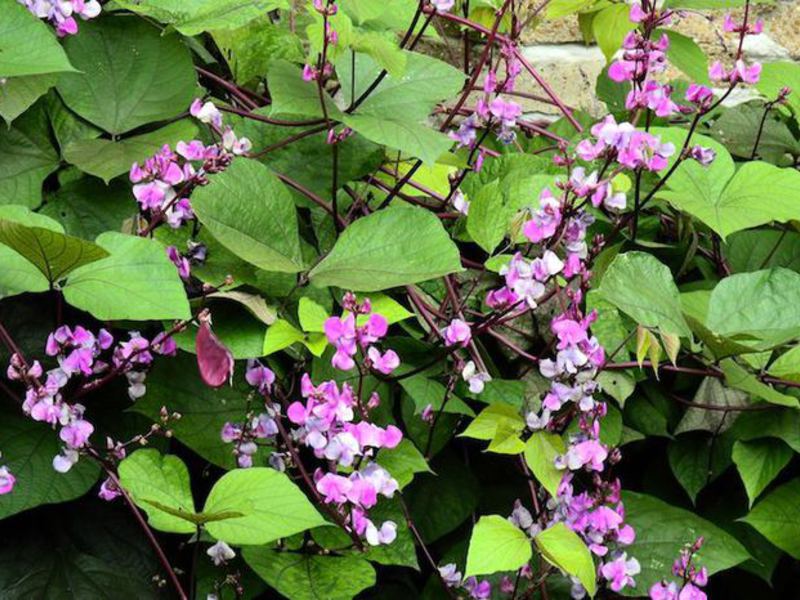 Also known as hyacinth or lablab beans