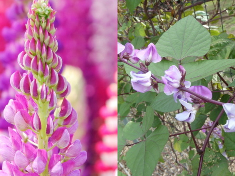 Grow hyacinth bean seedlings