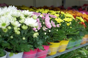 Garden chrysanthemums - planting and care