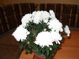 Chrysanthemums in pots