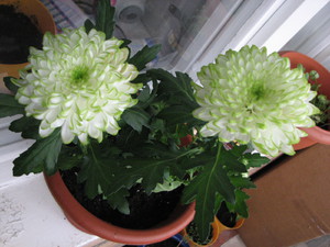 When indoor chrysanthemum blooms