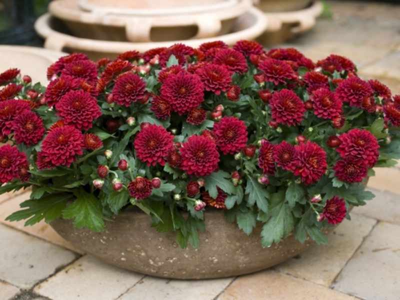 Blooming chrysanthemum in the house