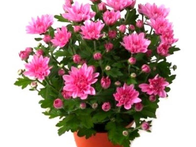 Chrysanthemum variety