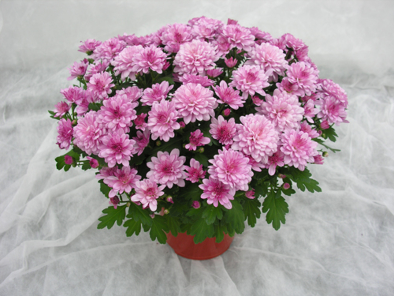 Varieties and types of chrysanthemums