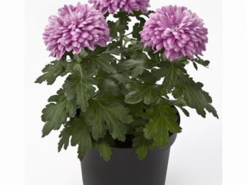 How to grow indoor chrysanthemum