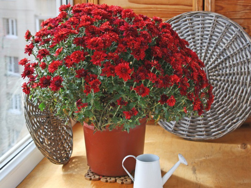 Description of the plant chrysanthemum indoor