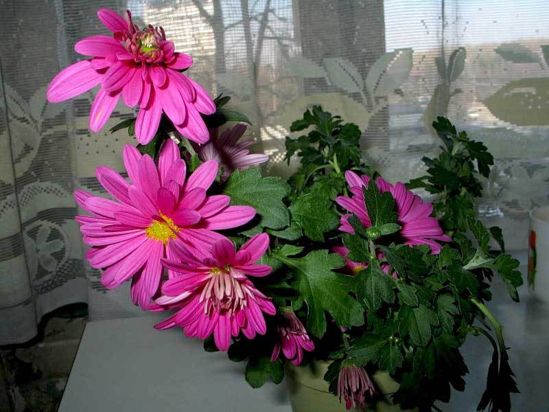 Chrysanthemums in bloom