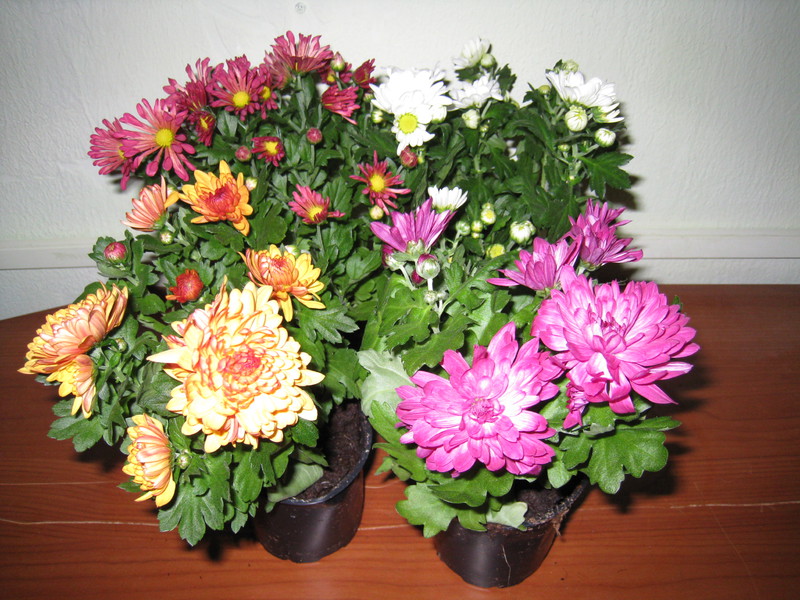 When indoor chrysanthemum blooms