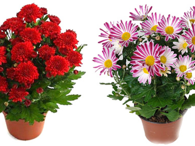 How to grow chrysanthemums