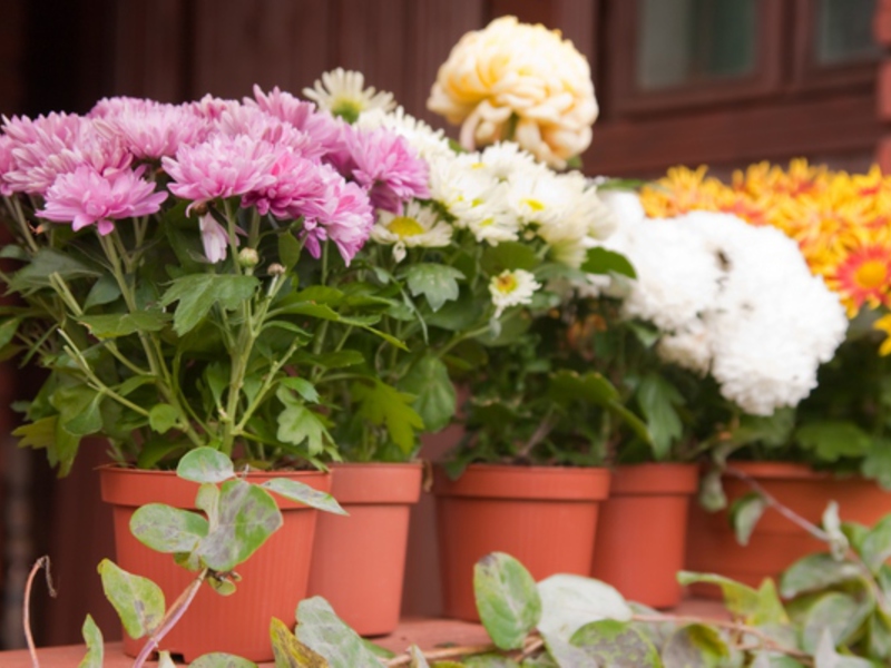 We grow chrysanthemums in the house