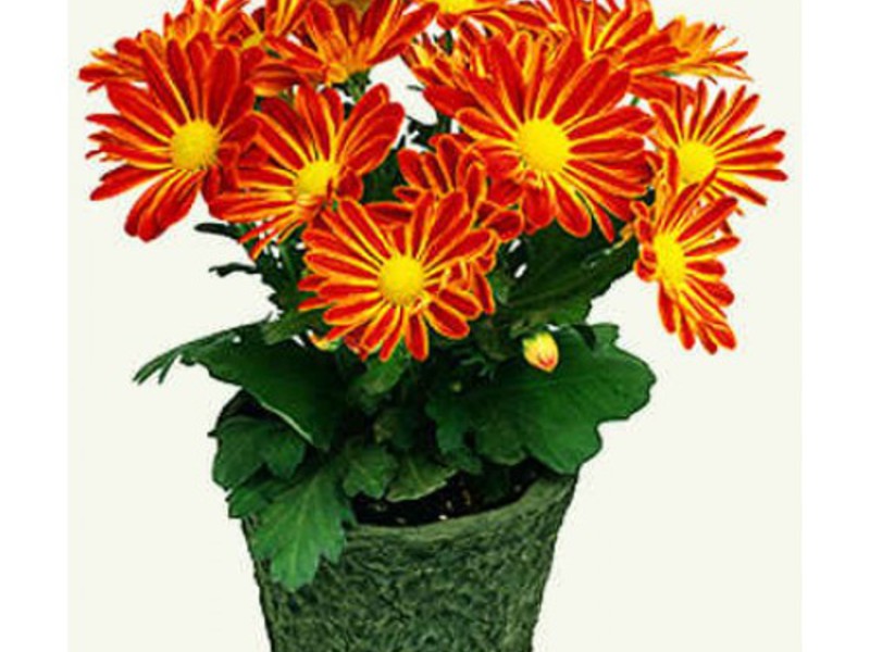 Garden chrysanthemums - planting and care