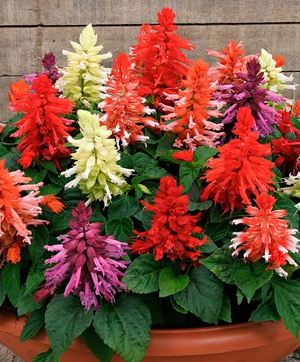 Salvia garden decoration