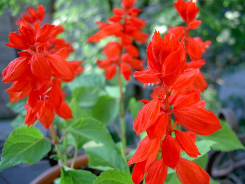 Planting and caring for salvia