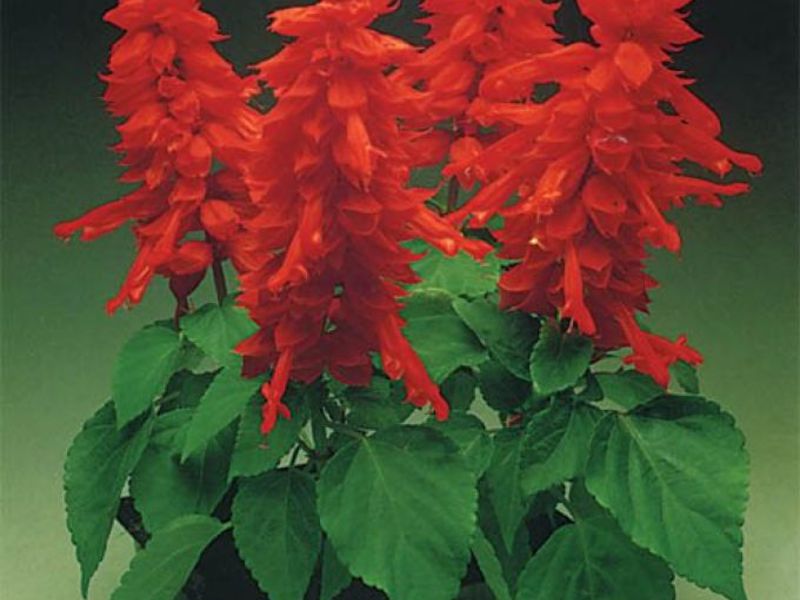 How to choose a place to plant Salvia