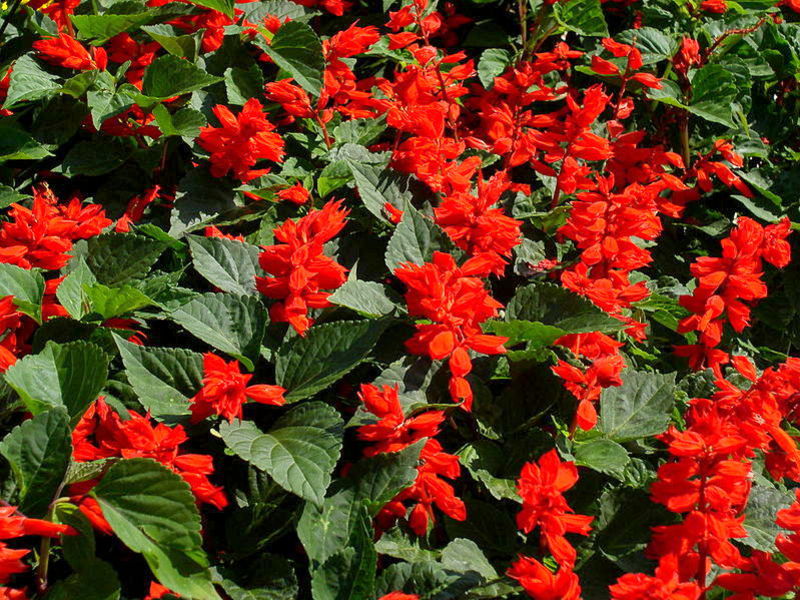 Fiery salvia