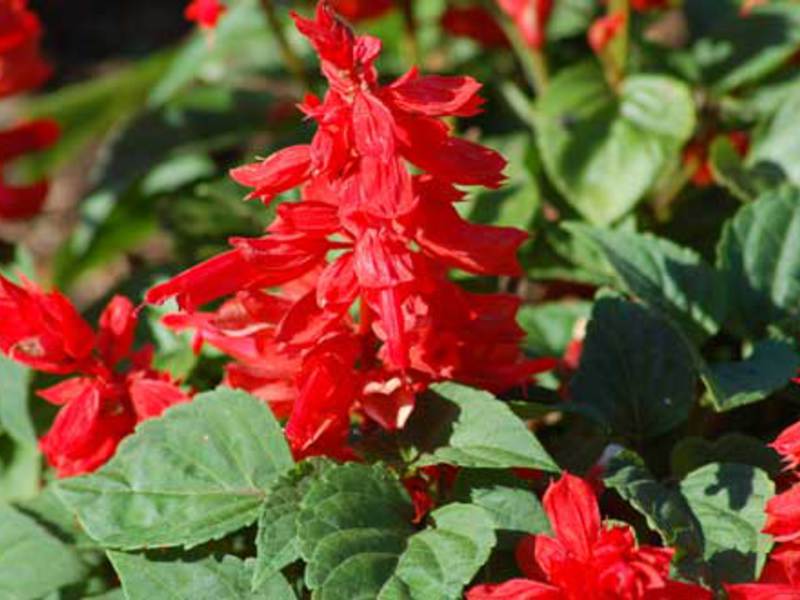 Varieties of Salvia varieties