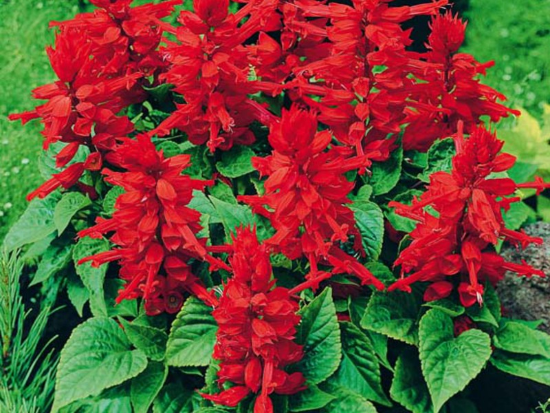 Salvia fiery