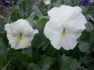 How to grow viola