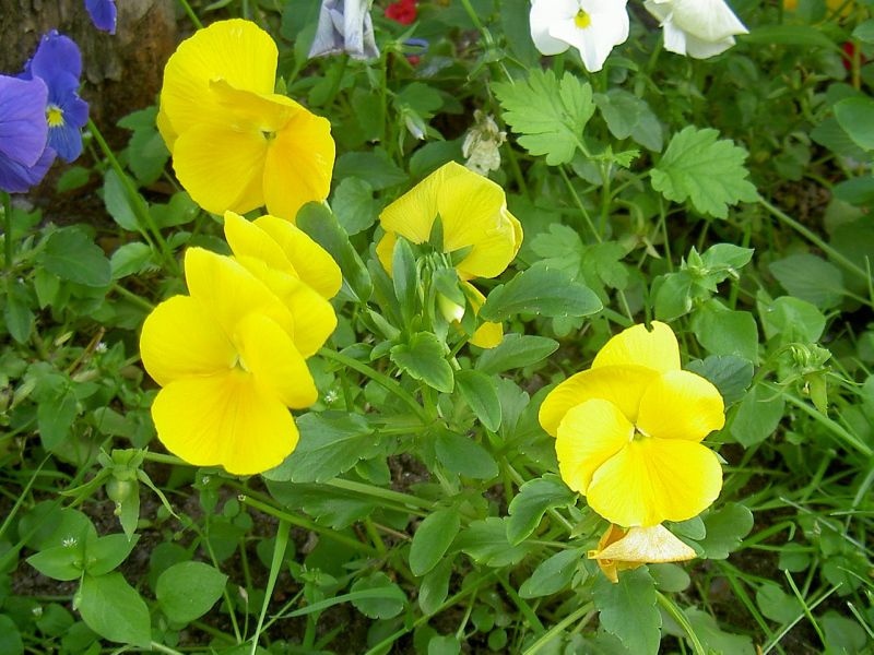 What are the varieties of viola