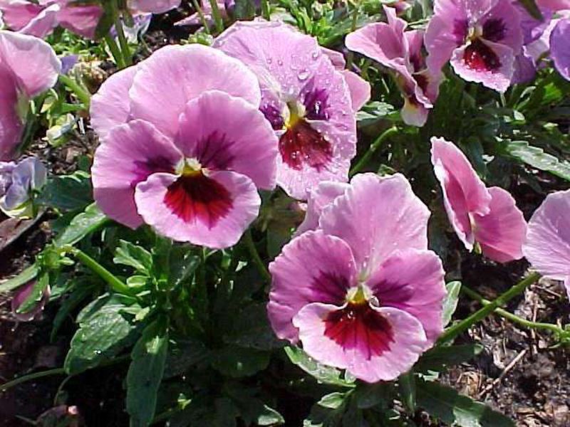 Viola or Pansies