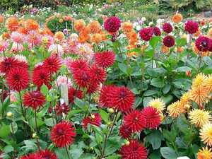 Dahlia varieties