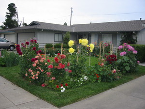 Growing dahlia