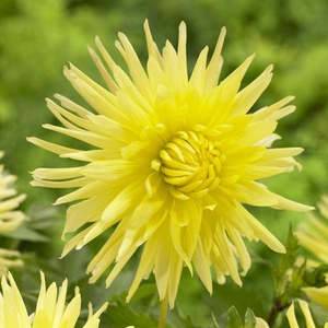 How to plant dahlias correctly